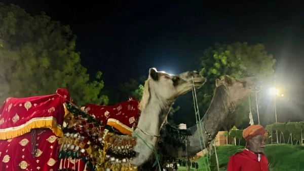 Camel Ride Baraat